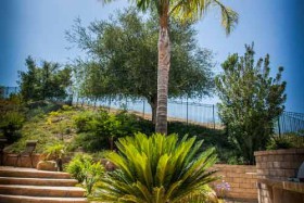 landscaping-detail-with-palm-trees